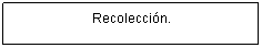 Cuadro de texto: Recolecci�n.
(Material fresco)

